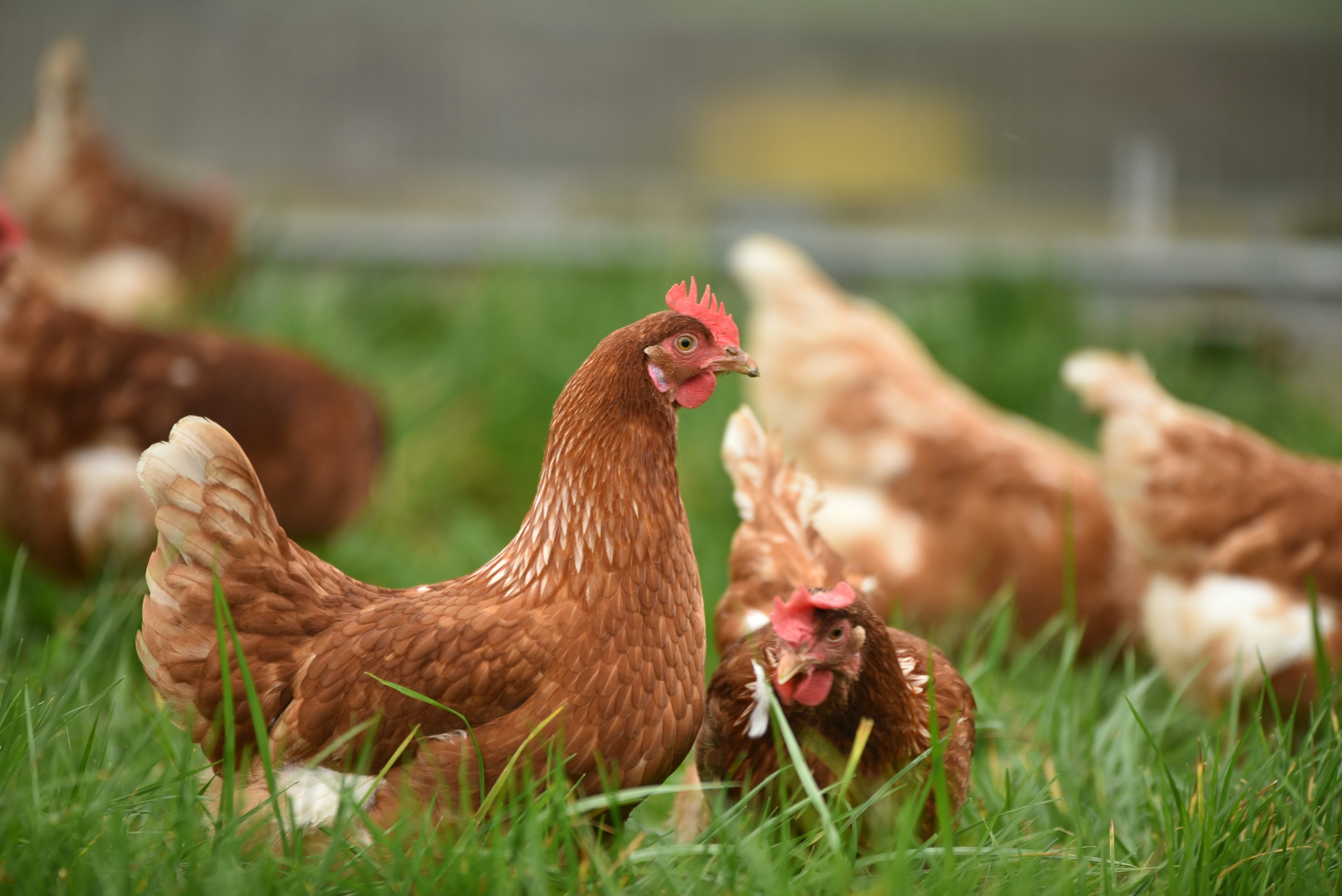 brown hen on green grass during daytime (https://images.unsplash.com/photo-1588597989061-b60ad0eefdbf)